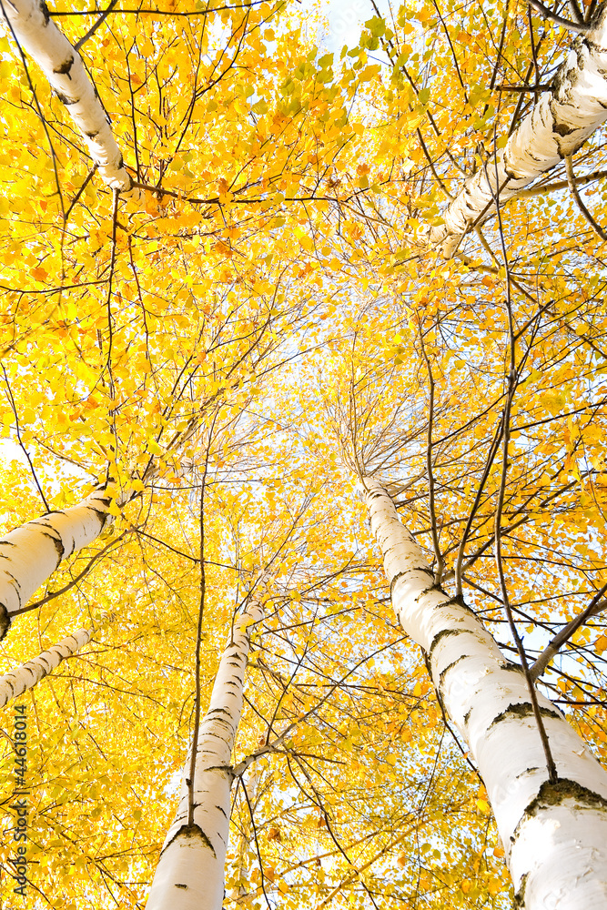 Fototapeta premium Autumn trees with yellowing leaves against the sky