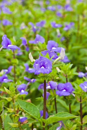 Fototapeta Naklejka Na Ścianę i Meble -  Purple flower