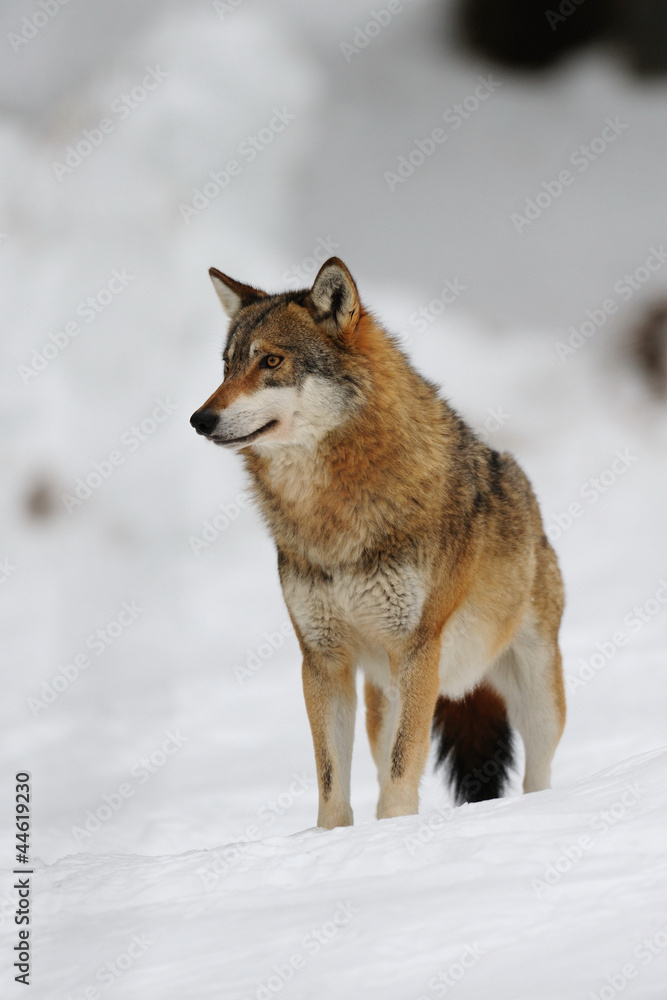 Wolf, Winter