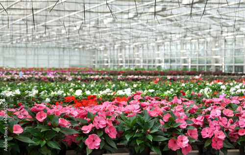 Fotografija Greenhouse with large variety of cultivated flowers.