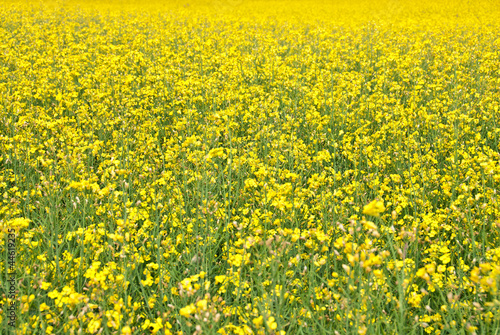 Summer background. Blooming yellow meadow. © Studio Light & Shade