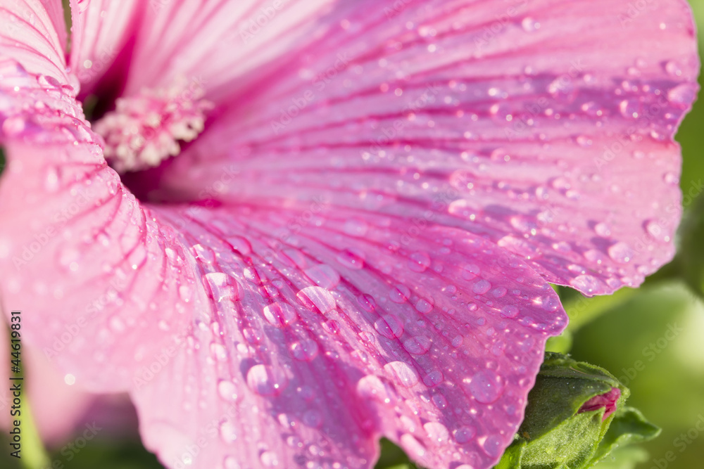 Obraz premium Pink freshness