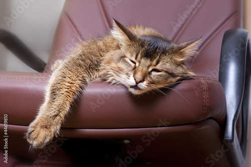 Canvas Print Somali cat on brown leather chair