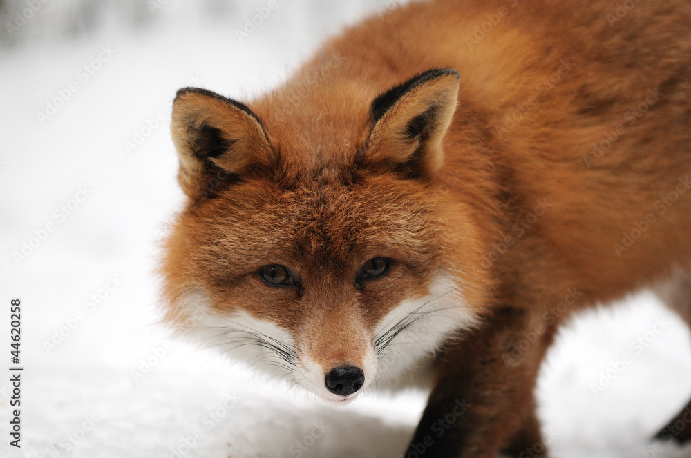 Obraz premium Rotfuchs,Winter