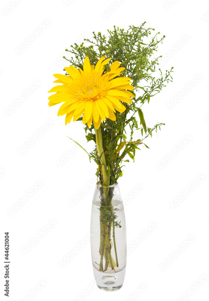 Fototapeta premium gerbera in a vase isolated