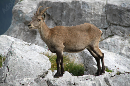 Bouquetin © L.Bouvier