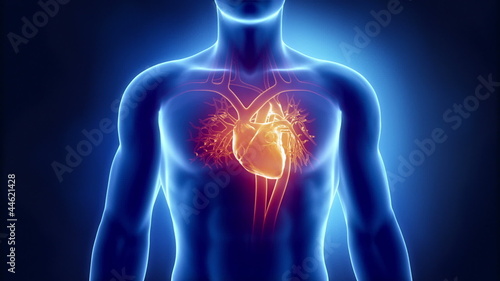 Beating human heart in x-ray photo
