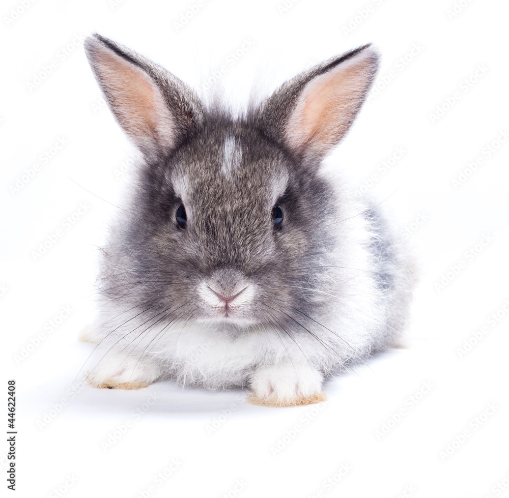 Rabbit isolated on a white background Rabbit isolated on a white background