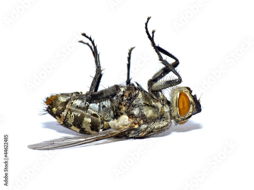 Dead fly isolated on white(Sarcophaga carnaria)