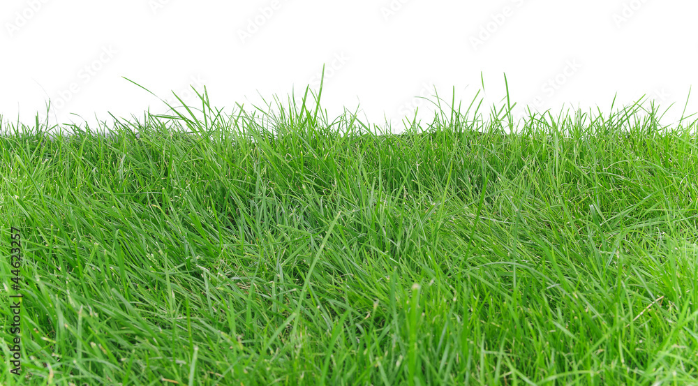 Obraz premium Green grass