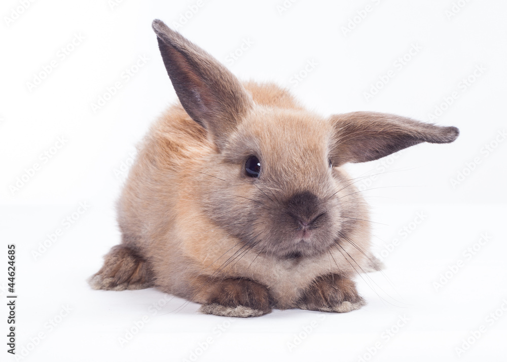 Rabbit isolated on a white background Rabbit isolated on a white background