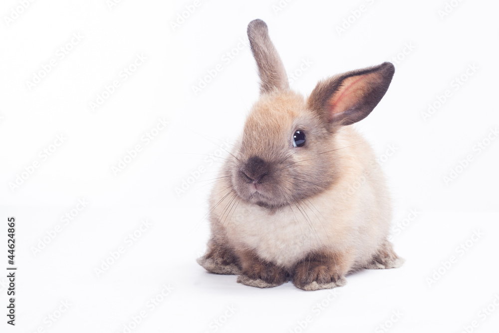 Rabbit isolated on a white background Rabbit isolated on a white background