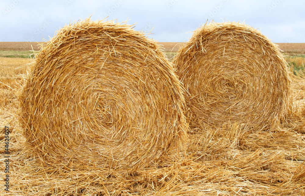 Round bales of hay in the field Round bales of hay in the field