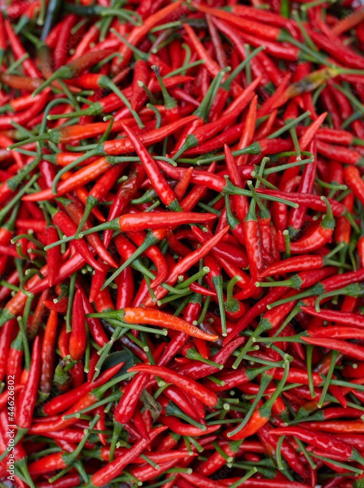 Fototapeta premium Red chilli