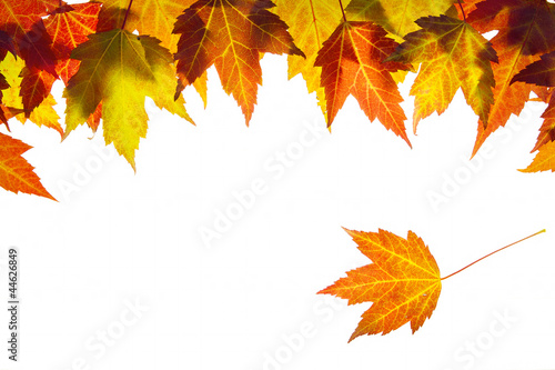 Hanging Fall Maple Leaves Border