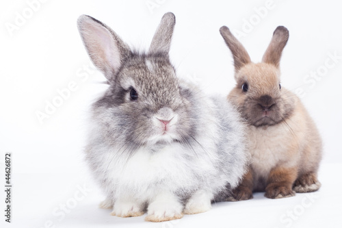 Two rabbits