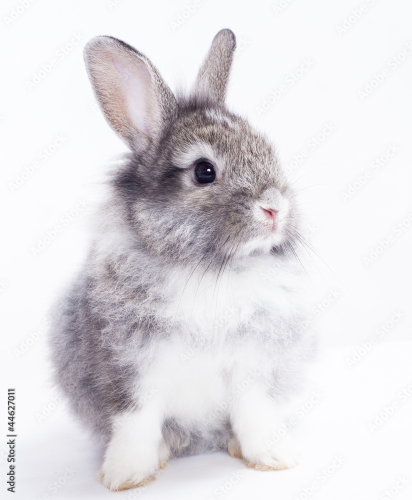 Rabbit isolated on a white background Rabbit isolated on a white background
