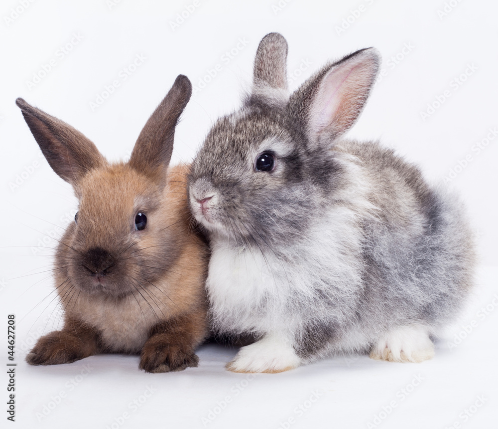 Two rabbits Two rabbits