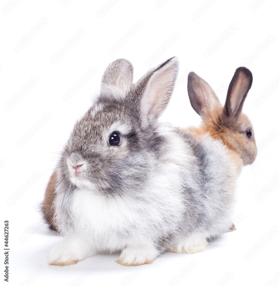 Obraz premium Dwa króliki