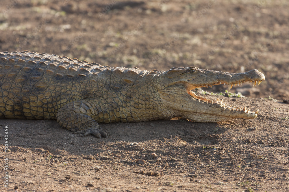 Obraz premium Krokodil (Crocodilia)