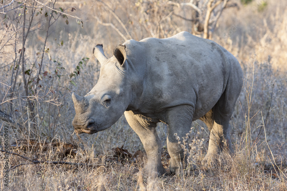 Junges Breitmaulnashorn (Ceratotherium simum) im Busch Junges Breitmaulnashorn (Ceratotherium simum) im Busch