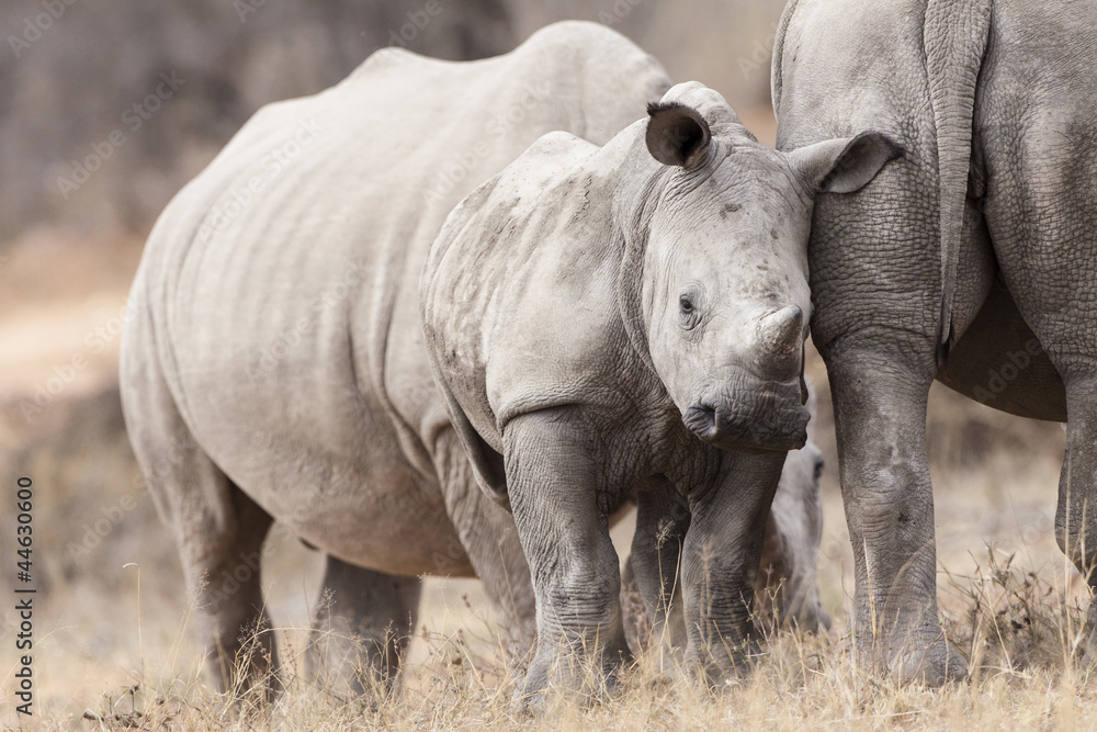 Breitmaulnashorn (Ceratotherium simum)