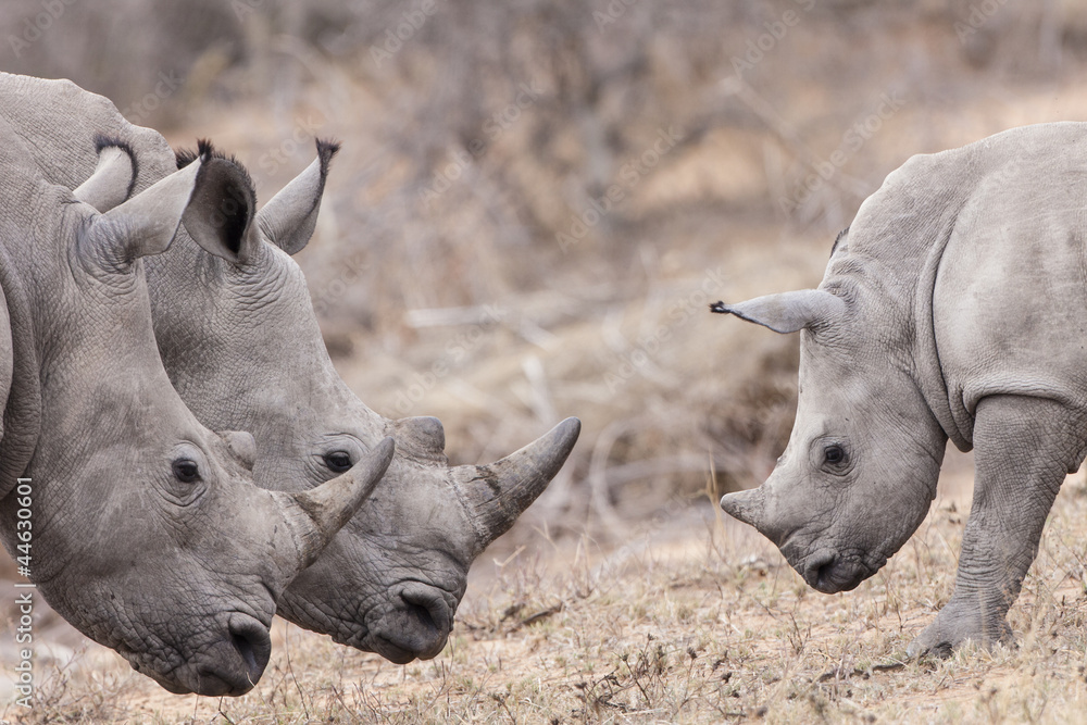Breitmaulnashorn (Ceratotherium simum) Breitmaulnashorn (Ceratotherium simum)