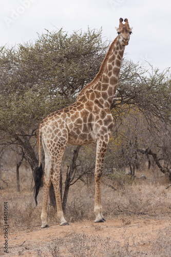 Kapgiraffe  G. c. giraffa 