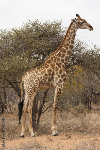 Kapgiraffe  G. c. giraffa 