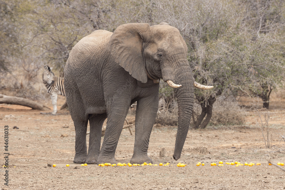 Obraz premium Elefant