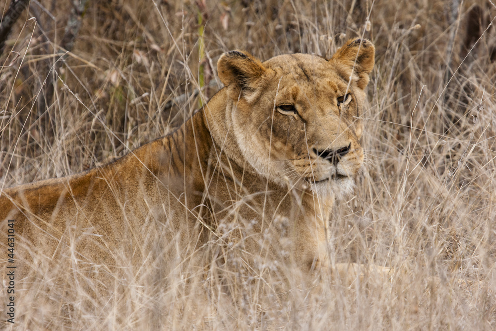 Löwe (Panthera leo) im Busch Südafrikas Löwe (Panthera leo) im Busch Südafrikas