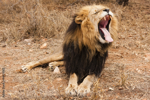 Gähneneder Löwe (Panthera leo) photo