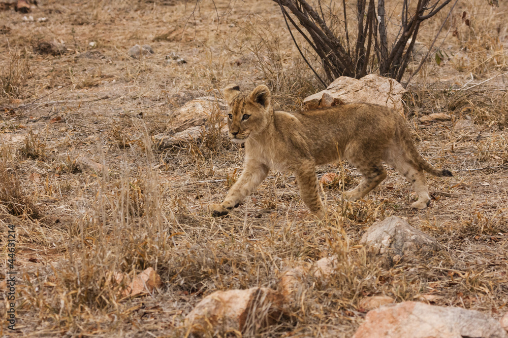 Fototapeta premium Löwe (Panthera leo)