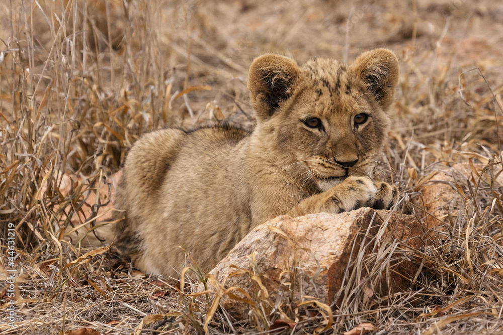 Löwe (Panthera leo) Löwe (Panthera leo)