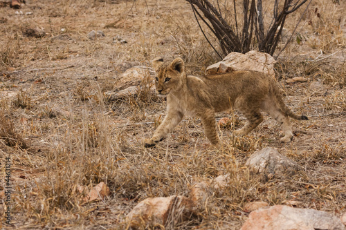 Löwe (Panthera leo)