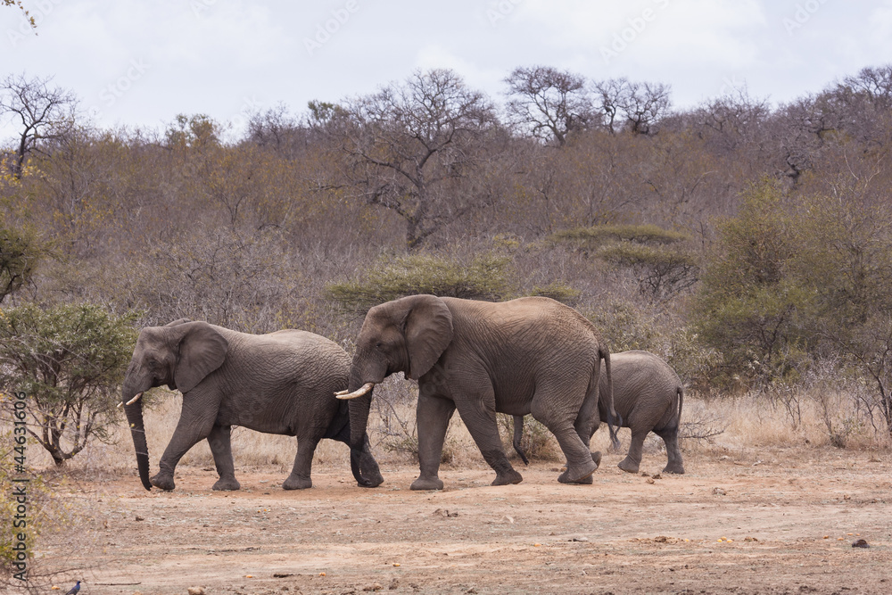 Fototapeta premium słoń