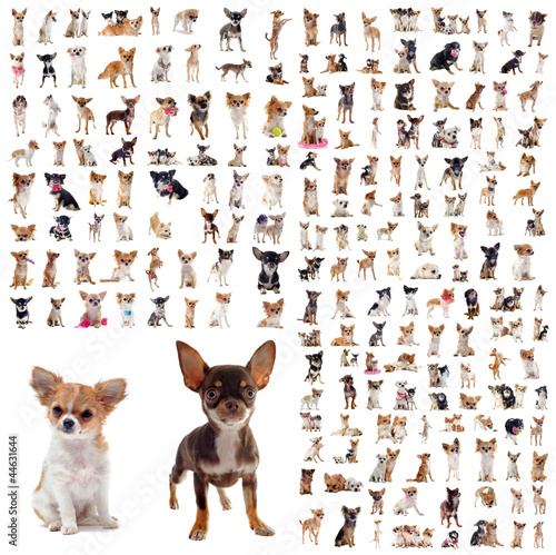 Fototapeta Naklejka Na Ścianę i Meble -  group of chihuahuas