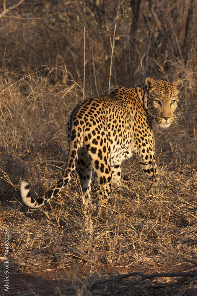 Fototapeta premium Leopard (Panthera pardus)