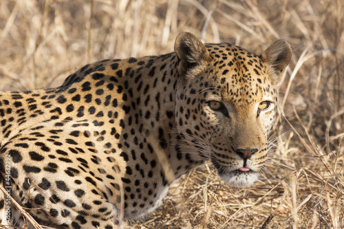 Leopard  Panthera pardus  im Portr  t