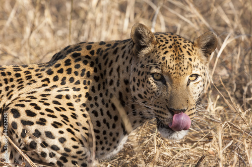 Leopard  Panthera pardus  im Portr  t