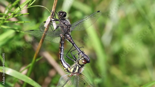 Kleine Moosjungfer - Leucorrhinia dubia - Paarungsrad photo