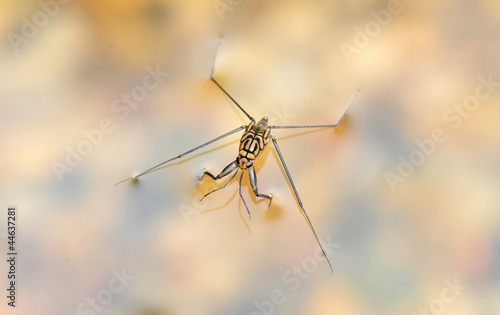 Water Strider