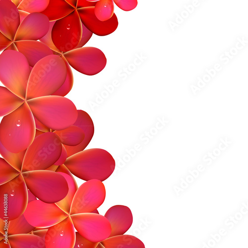 Pink Frangipani Frame