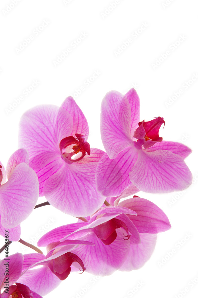 Obraz premium Pink Orchid