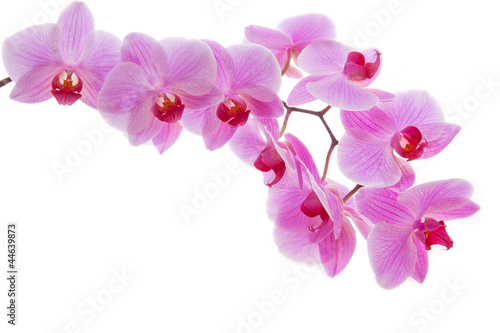 Fototapeta Naklejka Na Ścianę i Meble -  Blühender Orchidee