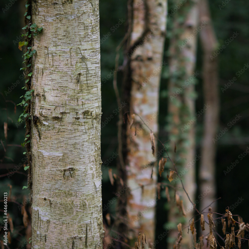 Obraz premium dark birch tree forest