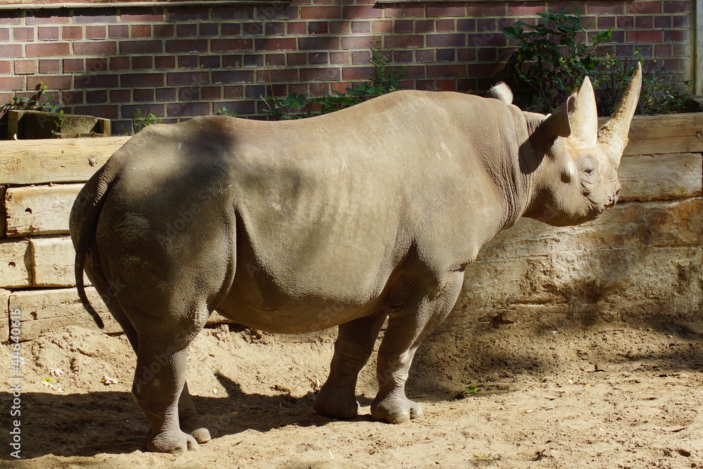 Fototapeta premium Rinoceronte