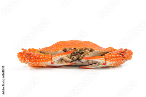 Steamed blue crabs