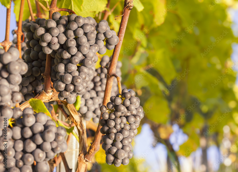 Fototapeta premium Bunches of blue grapes on vine.