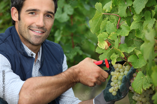 Obraz na plátně Man pruning vine
